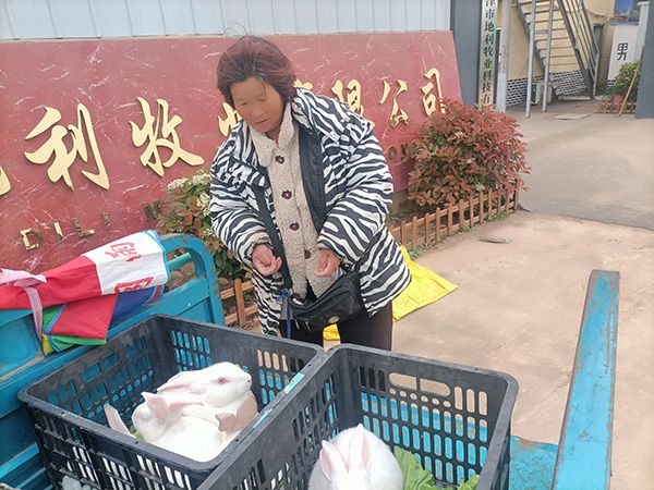 2023年春季帶動(dòng)殘疾人養(yǎng)兔